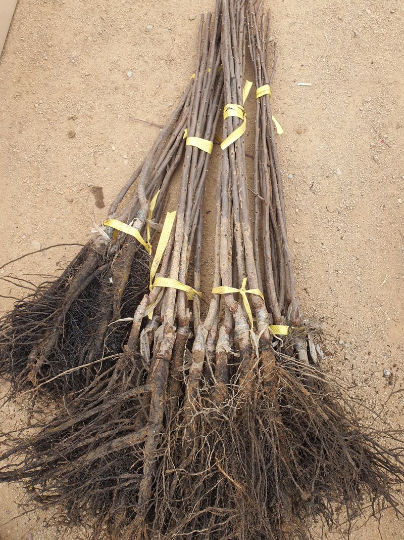 우리농원님의 장터 판매 상품 [배단감이라 불리는 태추, 감풍 묘목 판매] 첨부 사진