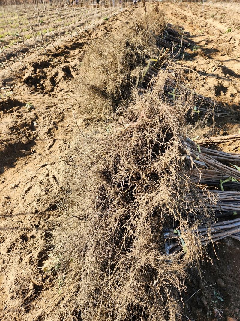 우리농원님의 장터 판매 상품 [배단감이라 불리는 태추, 감풍 묘목 판매] 첨부 사진