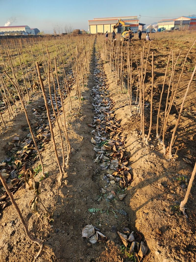 우리농원님의 장터 판매 상품 [배단감이라 불리는 태추, 감풍 묘목 판매] 첨부 사진