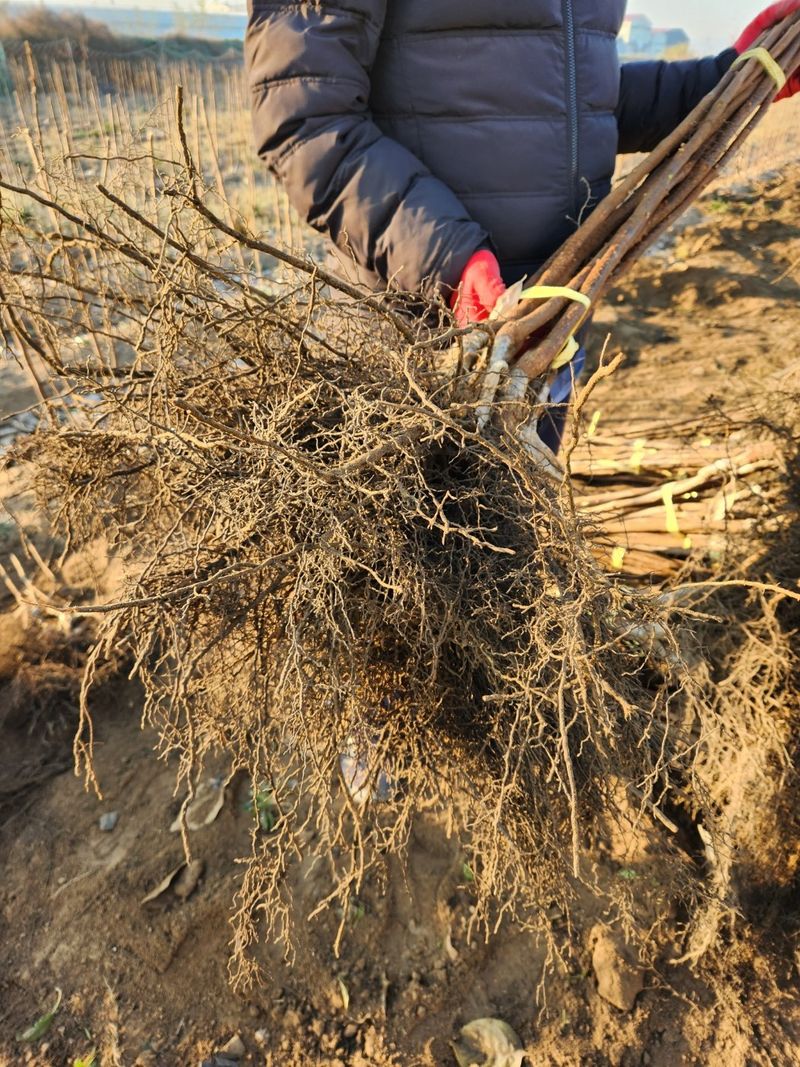 우리농원님의 장터 판매 상품 [배단감이라 불리는 태추, 감풍 묘목 판매] 첨부 사진