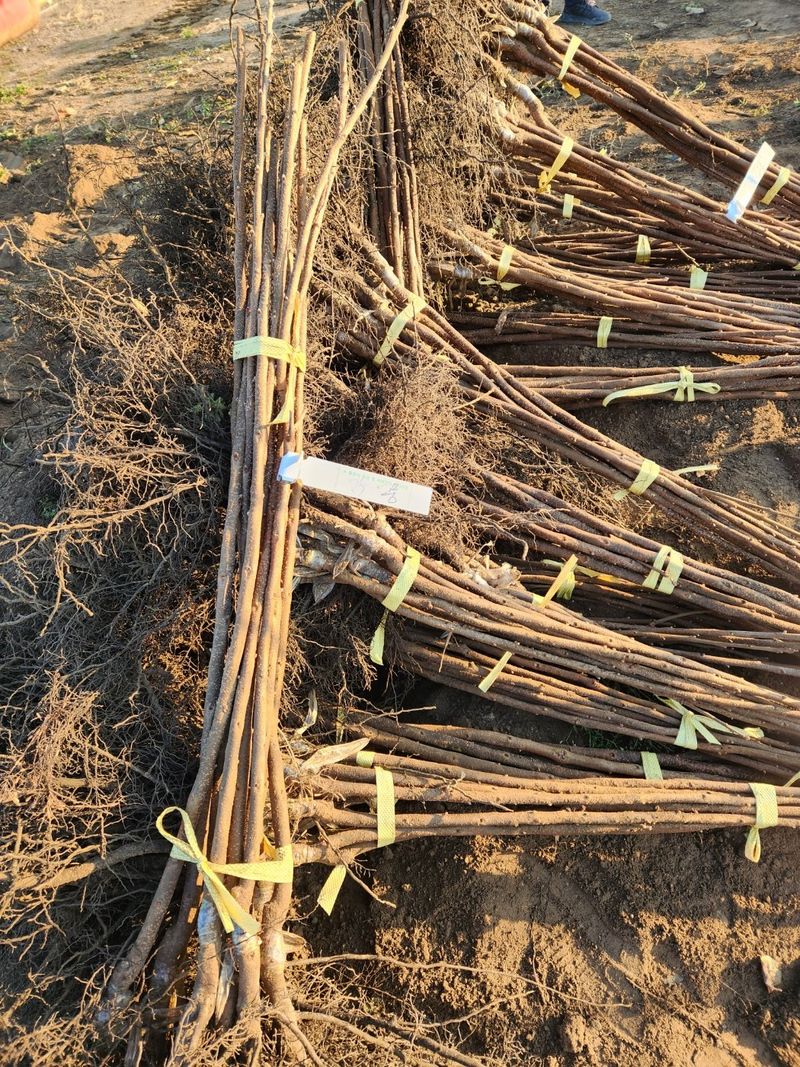 우리농원님의 장터 판매 상품 [배단감이라 불리는 태추, 감풍 묘목 판매] 첨부 사진