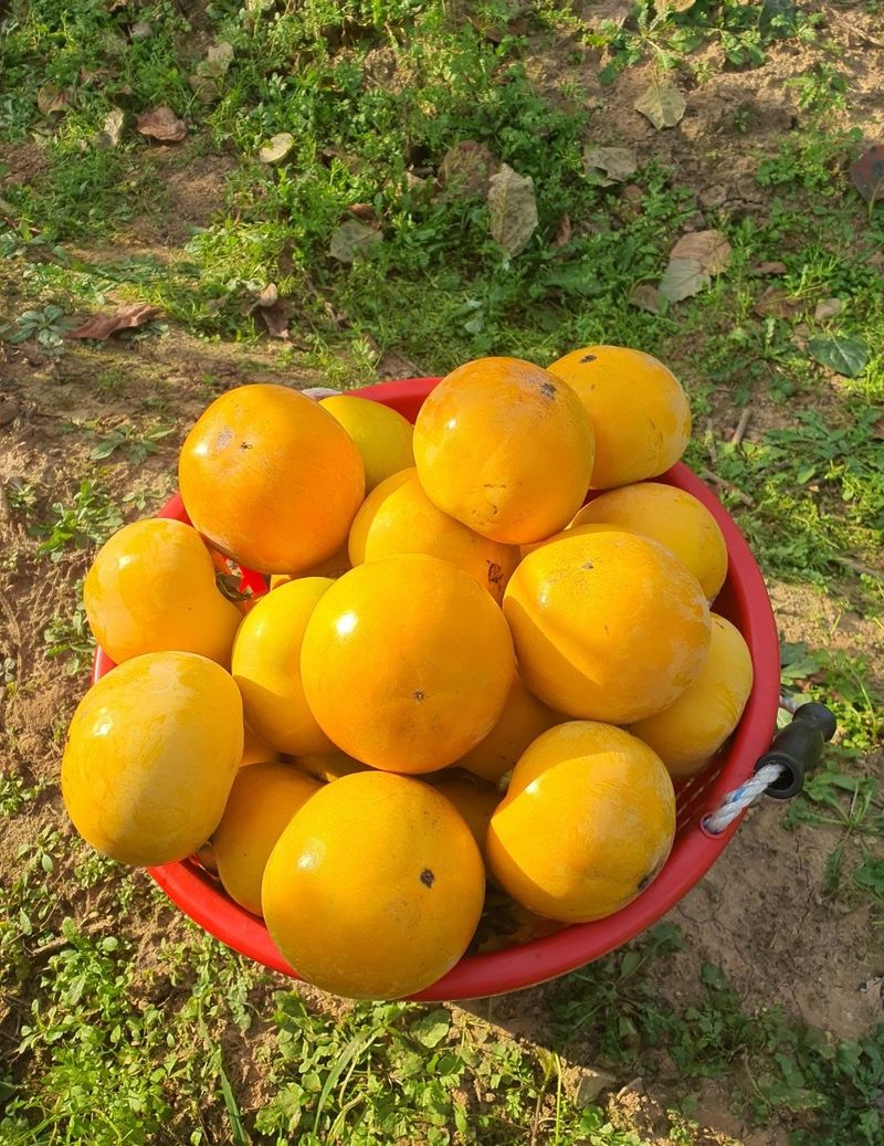 우리농원님의 장터 판매 상품 [배단감이라 불리는 태추, 감풍 묘목 판매] 첨부 사진