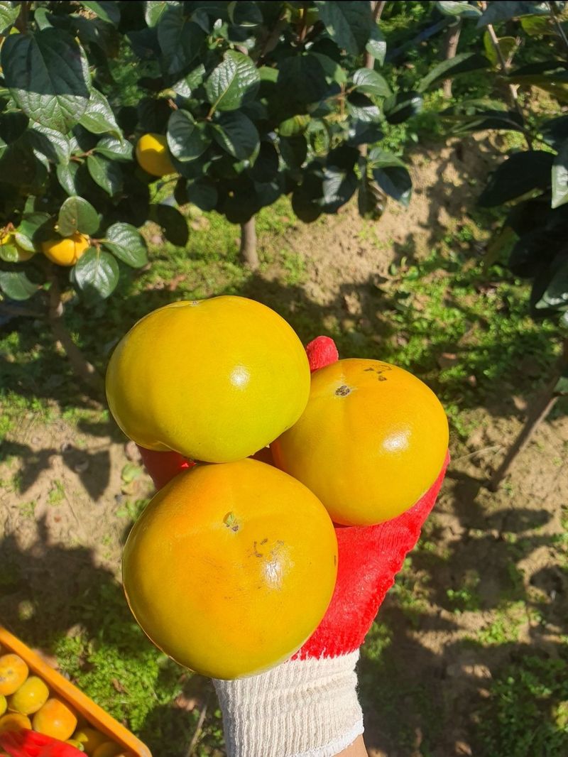 우리농원님의 장터 판매 상품 [배단감이라 불리는 태추, 감풍 묘목 판매] 첨부 사진