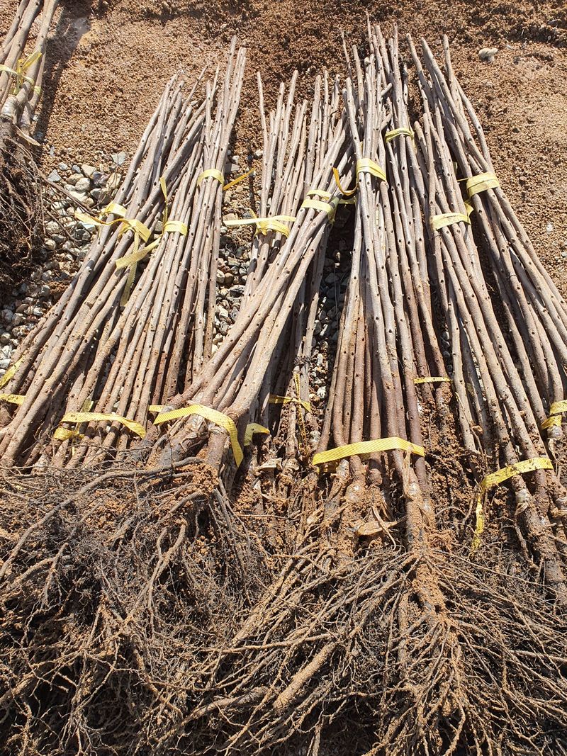 우리농원님의 장터 판매 상품 [배단감이라 불리는 태추, 감풍 묘목 판매] 첨부 사진