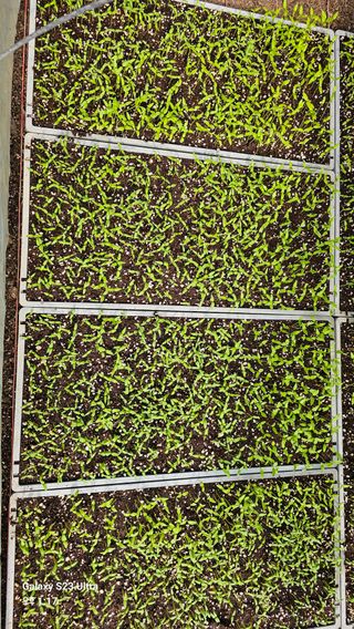 문병철님의 고추 · 파종•정식 작성글 사진