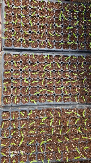 문병철님의 고추 · 파종•정식 작성글 사진