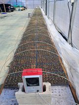 팜모닝 고추·파종•정식 게시글 이미지