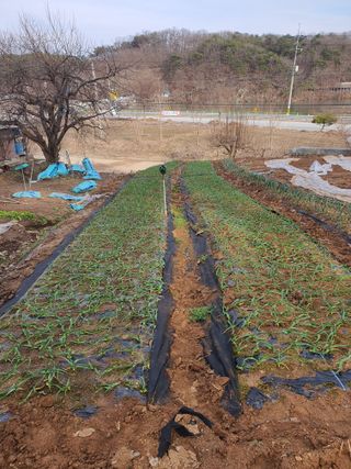 정태권님의 마늘 · 제초 작성글 사진