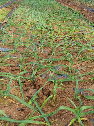 정태권님의 마늘 · 제초 작성글 사진