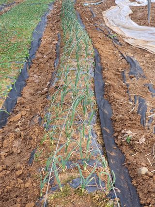 정태권님의 마늘 · 제초 작성글 사진