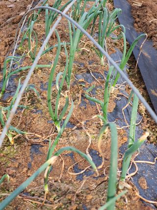 정태권님의 마늘 · 제초 작성글 사진