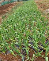 팜모닝 3월 농사 계획 같이해요·참여글 게시글 이미지