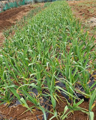 김진영님의 3월 농사 계획 같이해요 · 참여글 작성글 사진