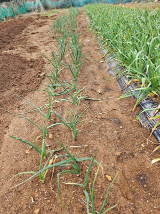 김진영님의 3월 농사 계획 같이해요 · 참여글 작성글 사진