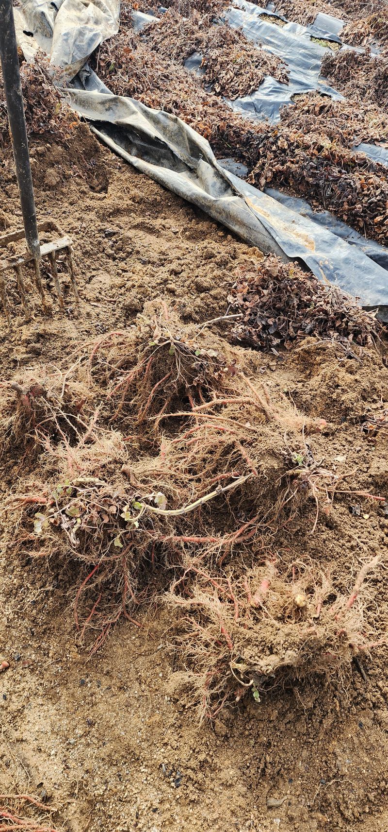 박동현님의 장터 판매 상품 [단삼1포기] 첨부 사진