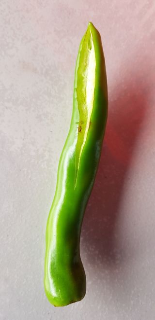 후추가루님의 팜모닝 · 출석 작성글 사진