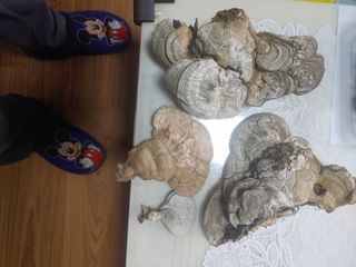 이정호님의 농사, 무엇이든 물어보세요! · 참여글 작성글 사진