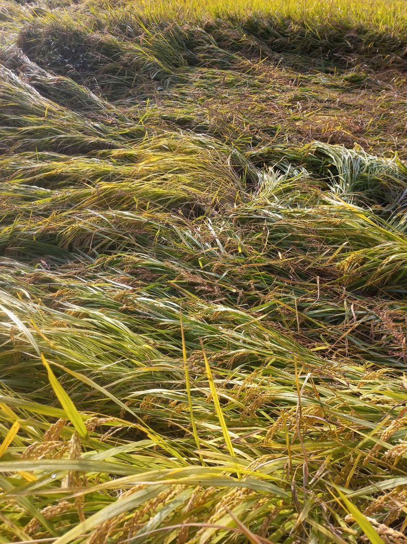 장터 상품 [농기계10마력] 썸네일