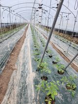 팜모닝 3월 농사 계획 같이해요·참여글 게시글 이미지