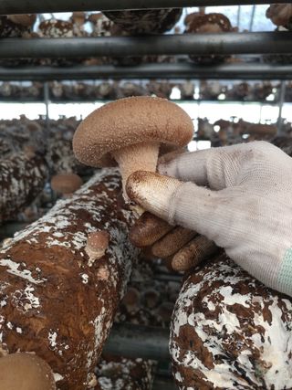 장계령님의 버섯 · 병해충상담 작성글 사진