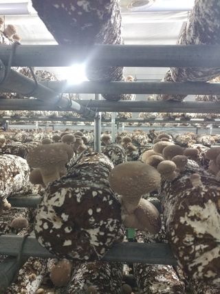 장계령님의 버섯 · 병해충상담 작성글 사진