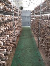 팜모닝 버섯·병해충상담 게시글 이미지