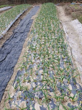 꽃사랑님의 3월 농사 계획 같이해요 · 참여글 작성글 사진