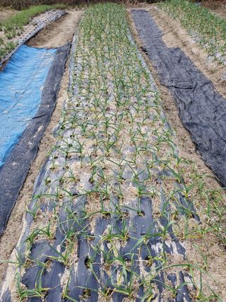 꽃사랑님의 3월 농사 계획 같이해요 · 참여글 작성글 사진