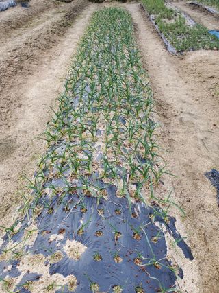 꽃사랑님의 3월 농사 계획 같이해요 · 참여글 작성글 사진