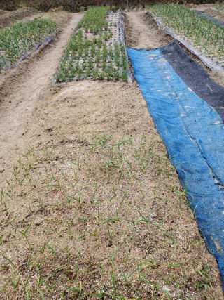 꽃사랑님의 3월 농사 계획 같이해요 · 참여글 작성글 사진