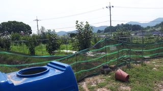 장희님의 두릅 · 일상 작성글 사진