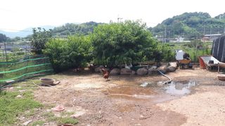 장희님의 두릅 · 일상 작성글 사진