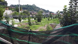 장희님의 두릅 · 일상 작성글 사진