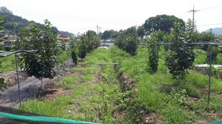 장희님의 두릅 · 일상 작성글 사진