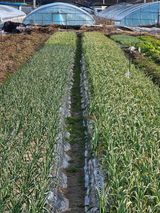 팜모닝 3월 농사 계획 같이해요·참여글 게시글 이미지