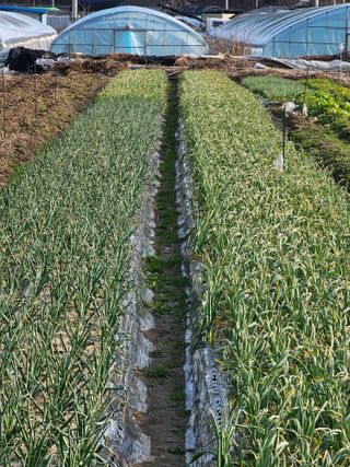 블루베리12300님의 3월 농사 계획 같이해요 · 참여글 작성글 사진