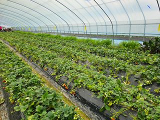 블루베리12300님의 3월 농사 계획 같이해요 · 참여글 작성글 사진