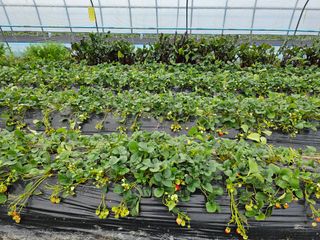 블루베리12300님의 3월 농사 계획 같이해요 · 참여글 작성글 사진