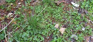 사과15865김도화님의 3월 농사 계획 같이해요 · 참여글 작성글 사진