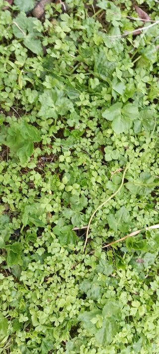 사과15865김도화님의 3월 농사 계획 같이해요 · 참여글 작성글 사진