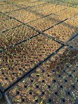 팜모닝 고추·파종•정식 게시글 이미지