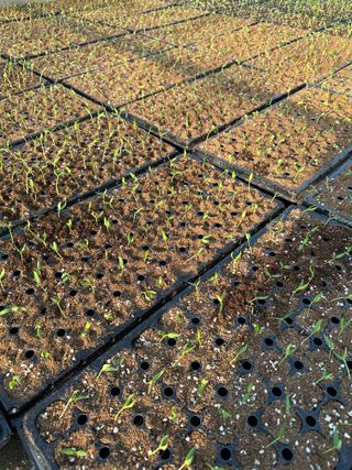 김성미님의 고추 · 파종•정식 작성글 사진