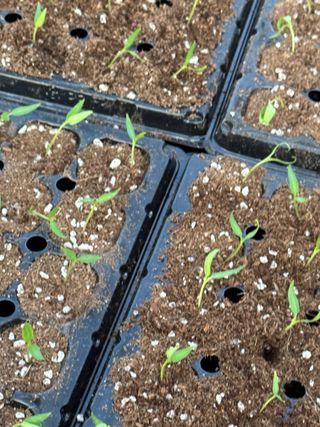 김성미님의 고추 · 파종•정식 작성글 사진