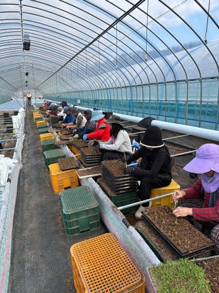 김성미님의 고추 · 파종•정식 작성글 사진