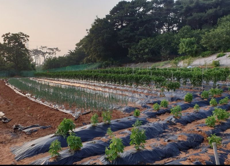 한농농약종묘사님의 장터 판매 상품 [흑색 멀칭비닐(필름) 국산 농업용멀칭비닐] 첨부 사진