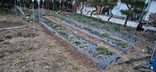 삼례텃밭지기님의 자유주제 · 자유게시판 작성글 사진