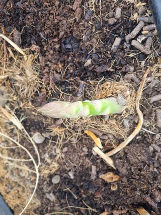 이정식님의 3월 농사 계획 같이해요 · 참여글 작성글 사진