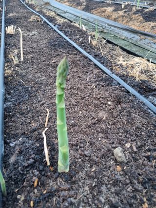 이정식님의 3월 농사 계획 같이해요 · 참여글 작성글 사진
