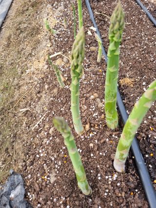 이정식님의 3월 농사 계획 같이해요 · 참여글 작성글 사진