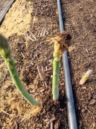 이정식님의 3월 농사 계획 같이해요 · 참여글 작성글 사진